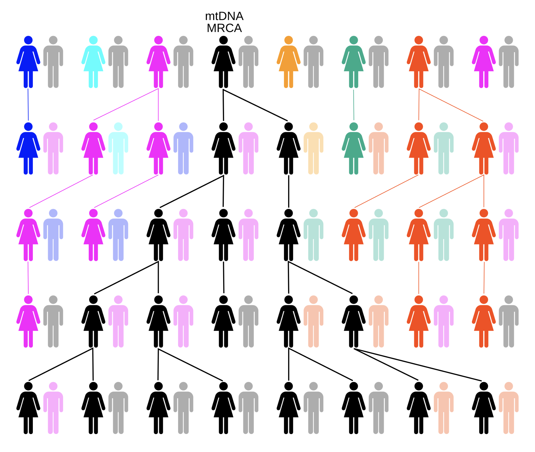 The above chart depicts the passing of mtDNA in generations of women. Apart from black line, all other women either had only male offspring, or no offspring at all.